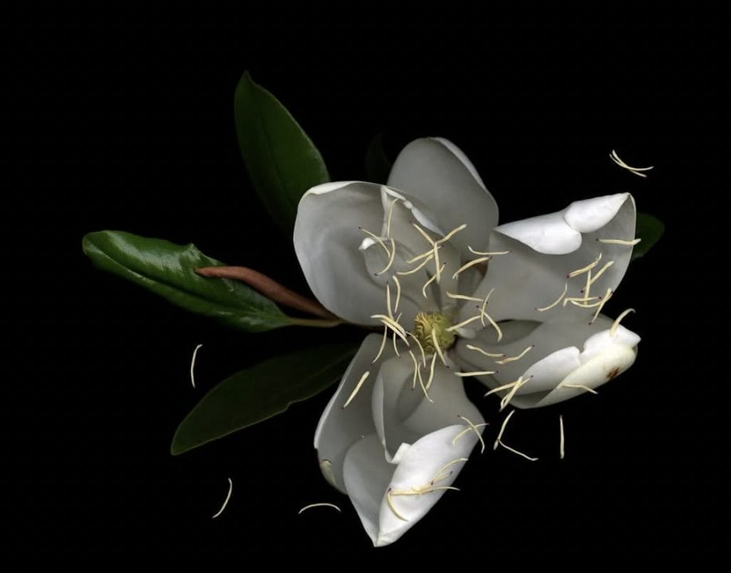 Northern California art picks from Melika Sebihi